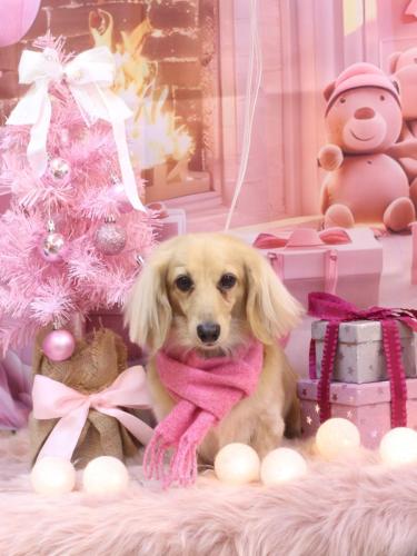 20241219こはるちゃん